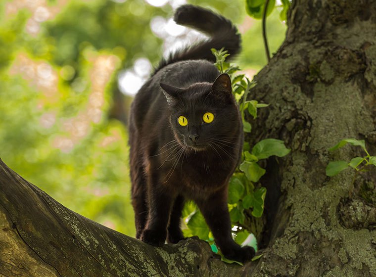 Bombay Cat